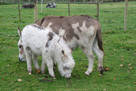 Miniature donkey foal - Buttons