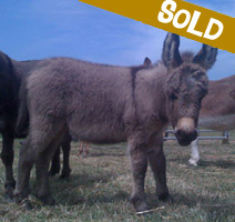 Sold: George, miniature donkey