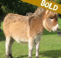 Harry, miniature donkey for sale
