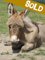 Hebe, miniature donkey for sale