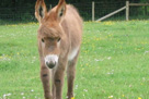 Miniature donkey foal - Gretta (7 weeks)